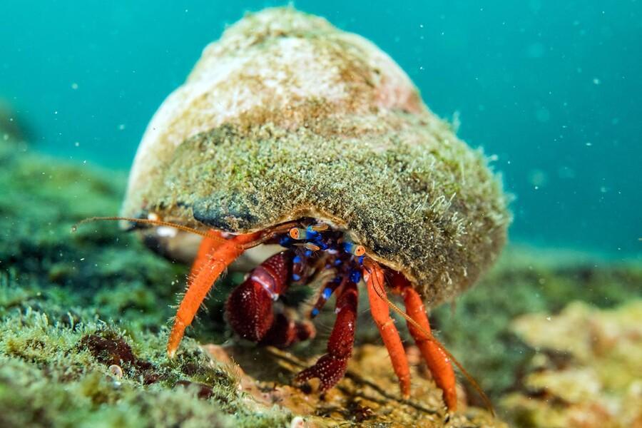 BUCEO VUELVE AL OCEANO